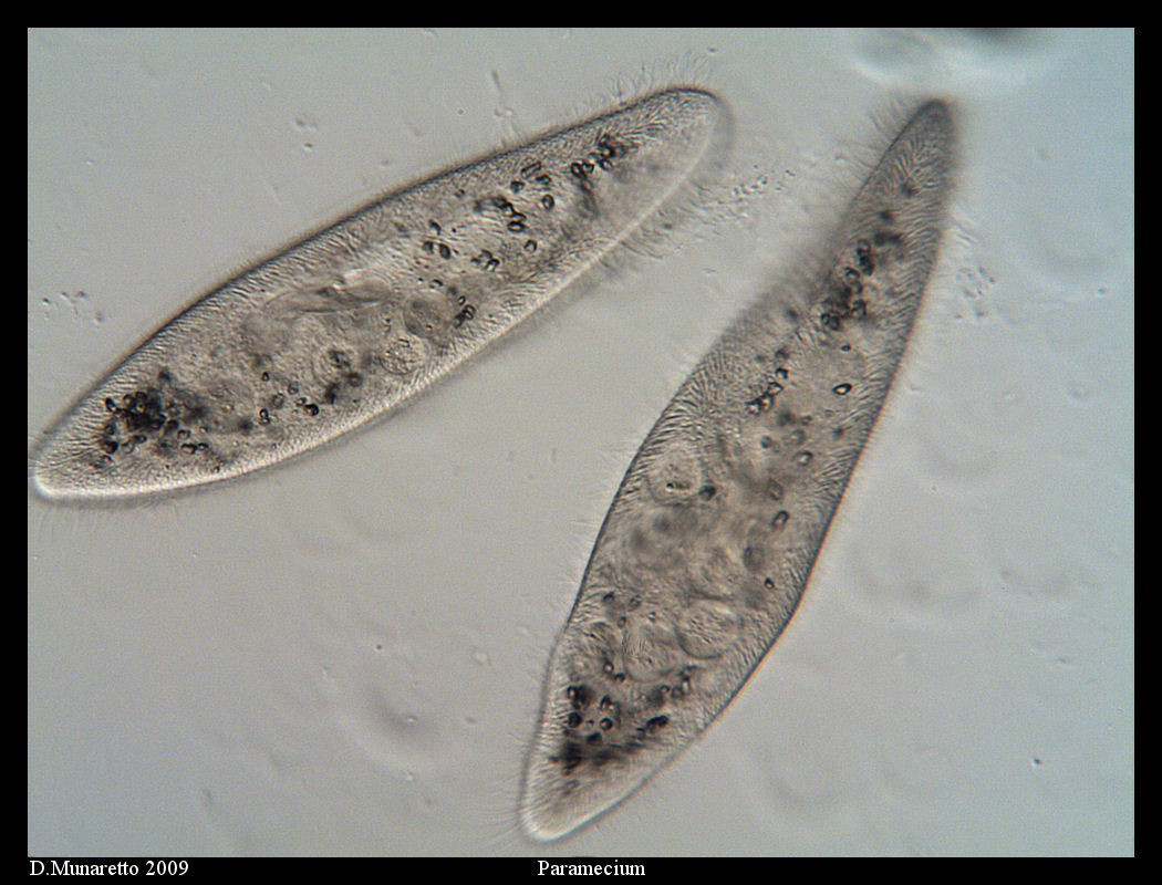 Paramecium in coppia